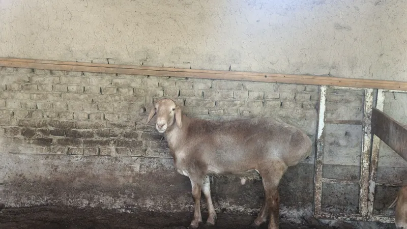 Arashan Edilbay qoʻchqorlar tish buzishga yaqin boʻyi 1metr atrofida