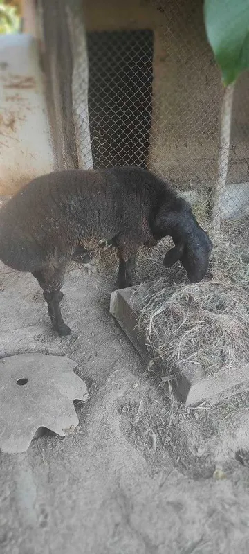 Qochqor sotiladi 1 Qochqor sotiladi 1