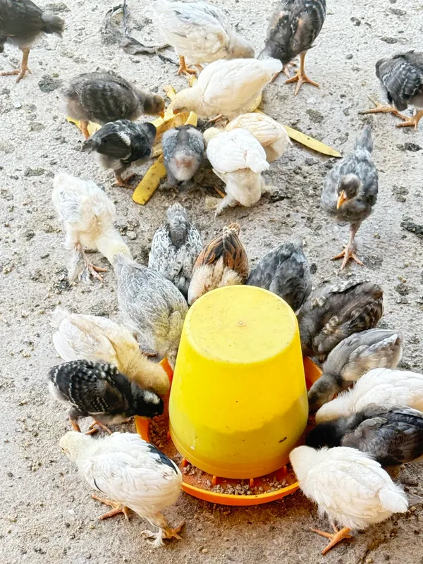 Andijon qora tovuq jòjalari va brama jòjalari