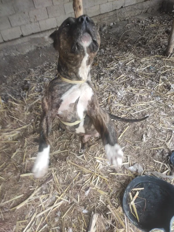 Pitbull sogʻlom arzon srochna