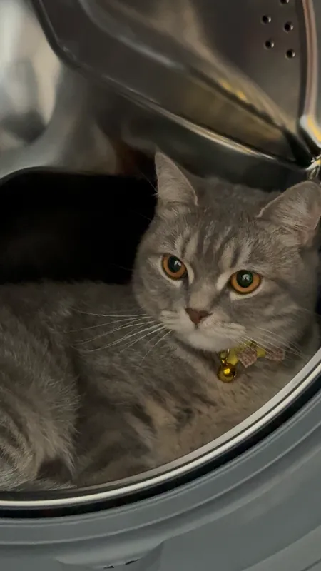 Кошка азиатская Tabby — фото 3