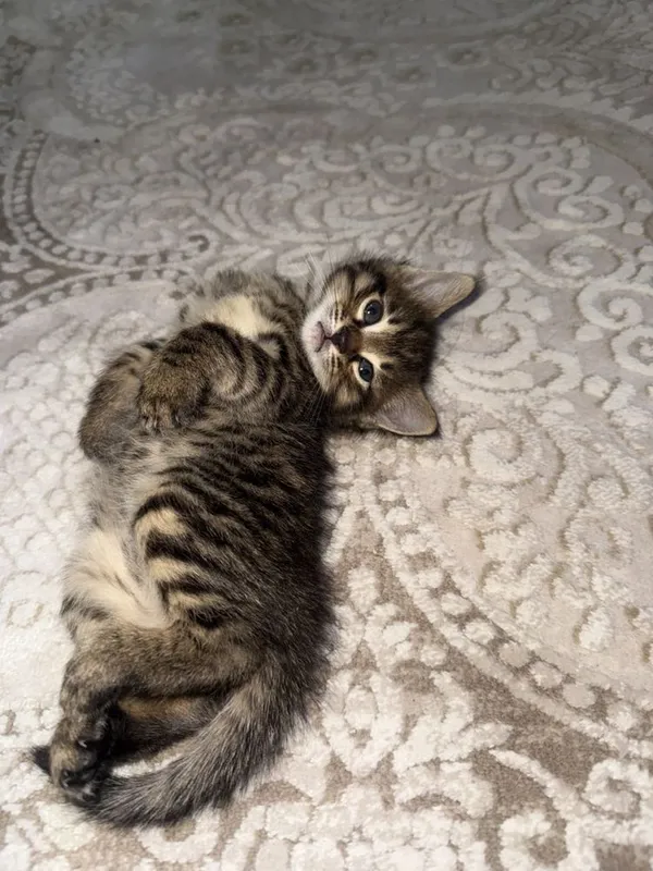 Котята отдам в добрые и ответсвтенные руки — фото 3