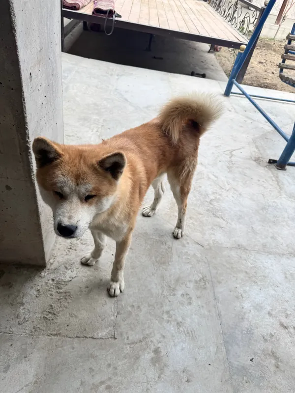 Akita inu zotli it qoni toza narxi 300$ kami bor — фото 1