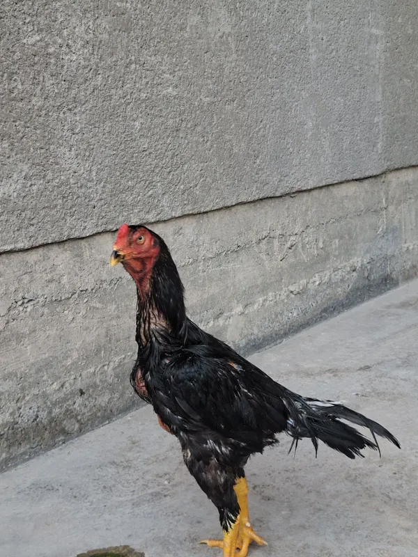 Jujamiz sotuvda oktabr juja pixchi zotladan chixgan katta narsa 1 Jujamiz sotuvda oktabr juja pixchi zotladan chixgan katta narsa 1