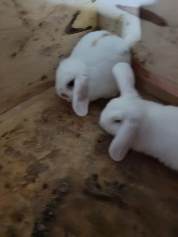 Karlik baran bolalari va ota onasi sotladi 7