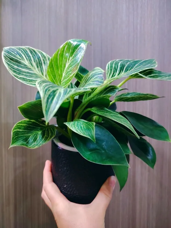 Philodendron Биркин 3 Philodendron Биркин 3