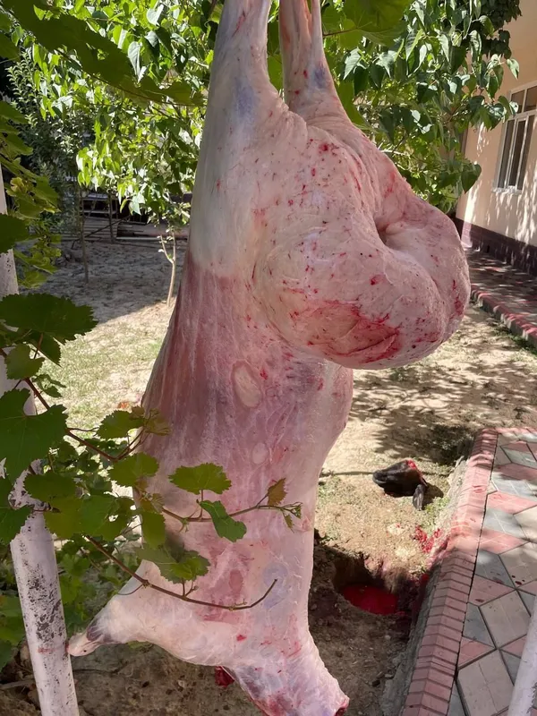 Qoy куй кой qochqorlar sotiladi 20 kg 60kg bor — фото 3