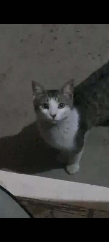 Домашний кот