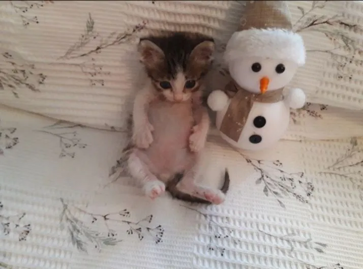 Котёнок в добрые и ответственные руки. 3 Котёнок в добрые и ответственные руки. 3