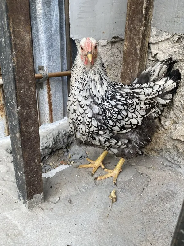 Viandot silver tovuq sotuvda, виандот серебро 3 Viandot silver tovuq sotuvda, виандот серебро 3