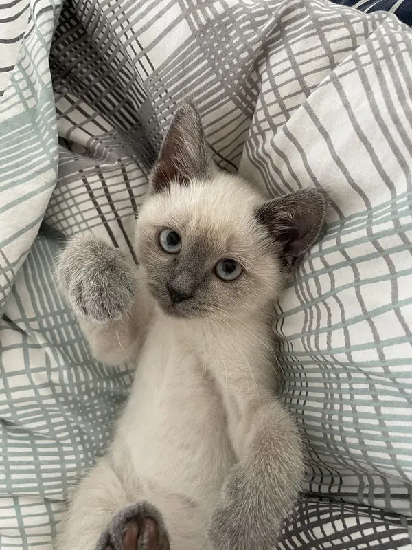 Сиамский котёнок