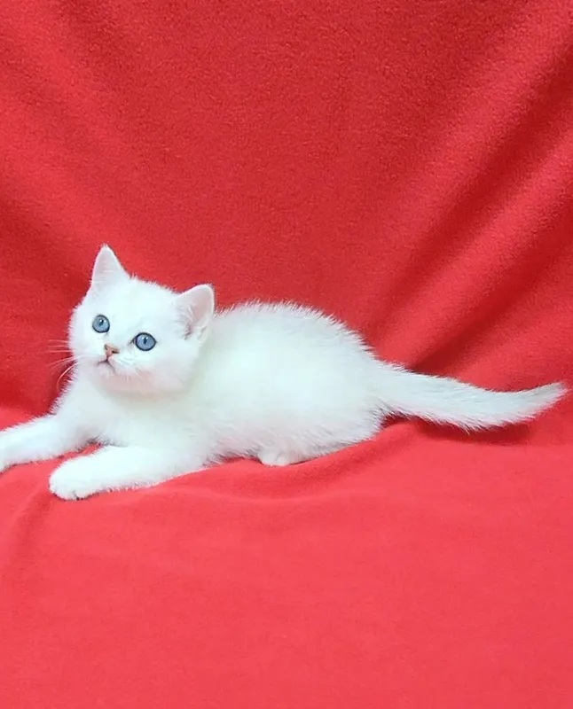 Скоттиш страйт Серебристая шиншила
