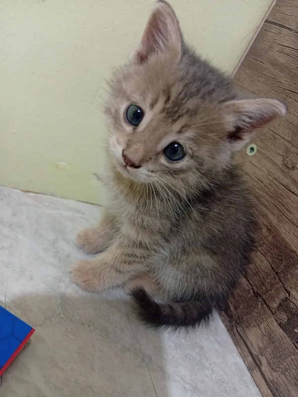 Кошка Кошка