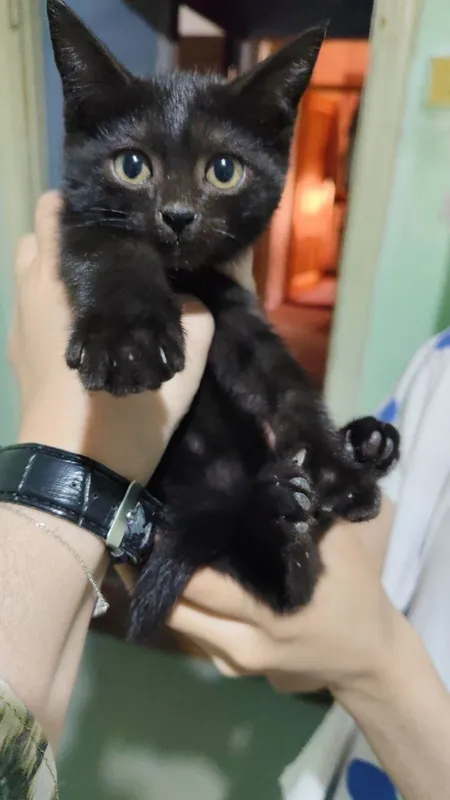 Котёнок отдаётся в подарок Котёнок отдаётся в подарок