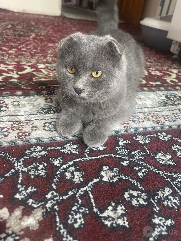 Скоттиш-фолд, 1 год 1 Скоттиш-фолд, 1 год 1
