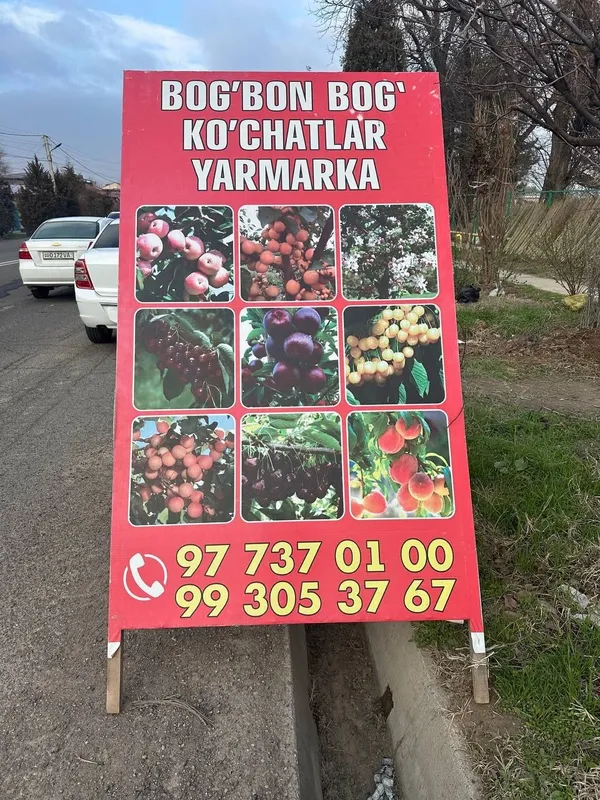 Dala ko'chatlari sotiladi 5000
