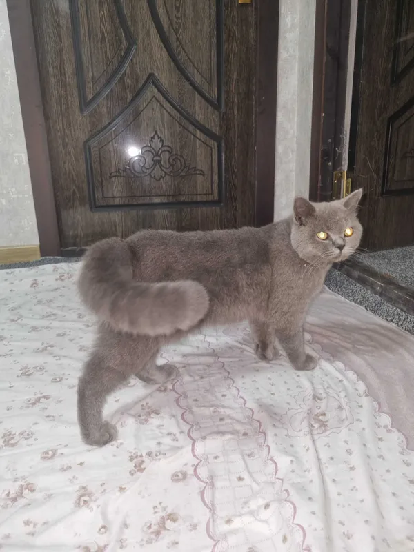 Британская короткошерстная 1 Британская короткошерстная 1