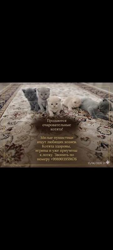 продам котят