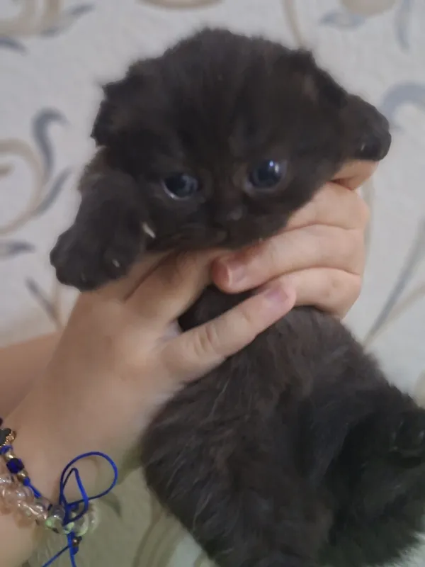 Котята скоттиш фолд — фото 2