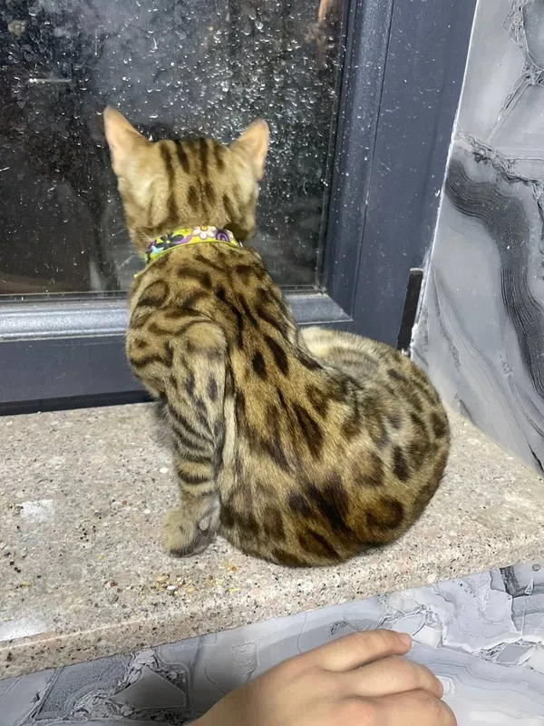 Mushuk bengal sotiladi srochna 1 Mushuk bengal sotiladi srochna 1