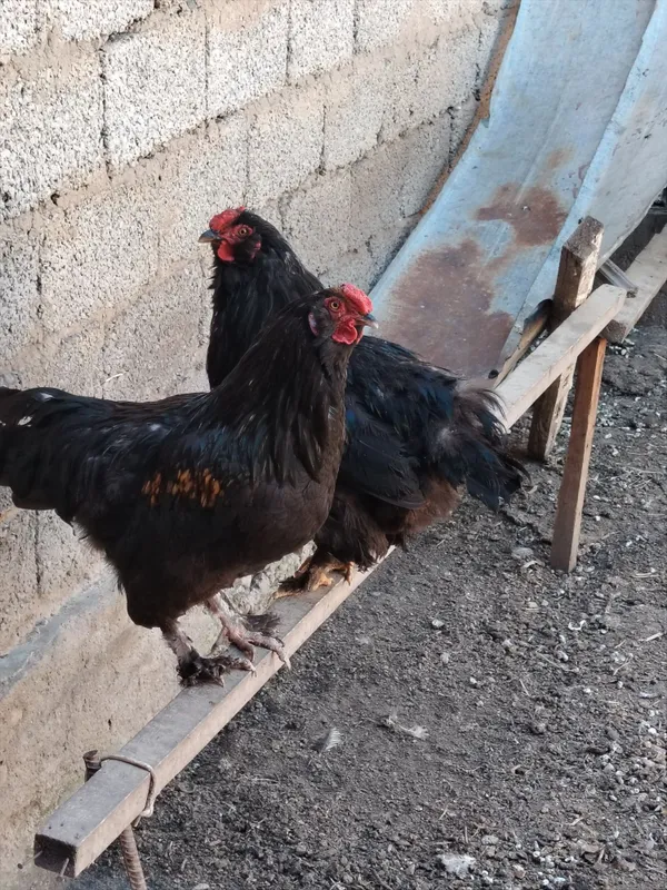 Horozlar sotiladi 1 Horozlar sotiladi 1