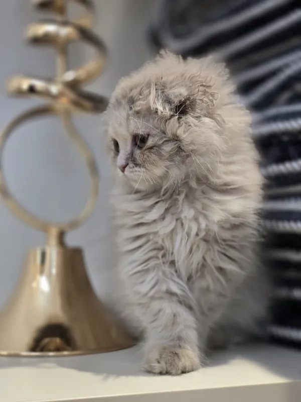 Продаётся очаровательная кошечка Scottish Fold Highland. 3-месячная. — фото 5