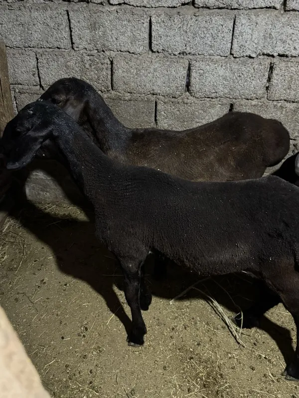 Qochqorla sotiladi narhi 3.800 1 Qochqorla sotiladi narhi 3.800 1