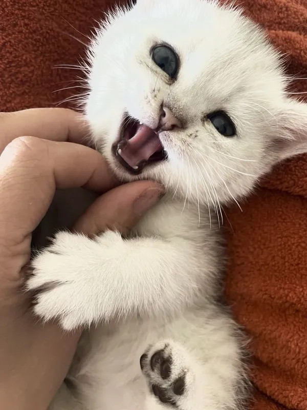 Котята серебристая шиншилла 6 Котята серебристая шиншилла 6