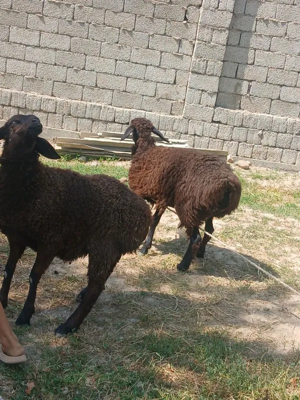 Qoy sotamiz kelishgan xolatda 3 Qoy sotamiz kelishgan xolatda 3