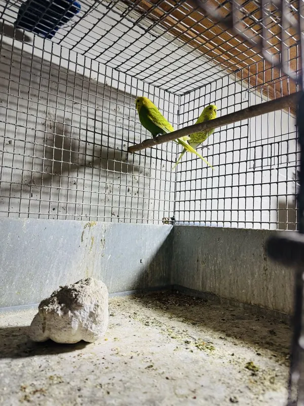 Qushla toza zot Toshkenda spengal andulka — фото 4