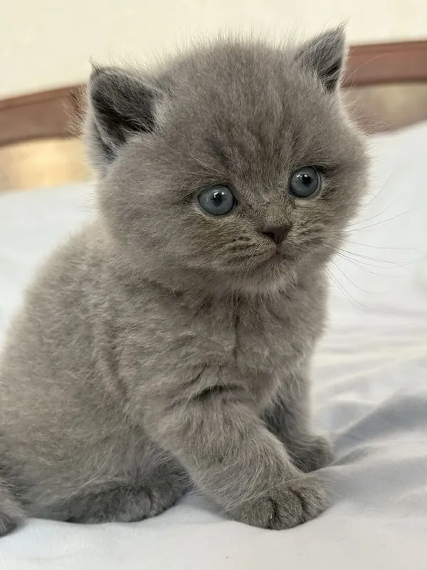 Скоттиш фолд , Скоттиш страйт 5 Скоттиш фолд , Скоттиш страйт 5