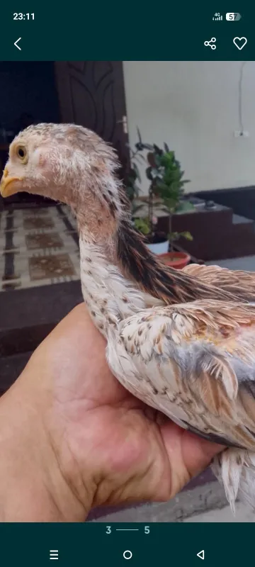Дакан жу́жалар Шамо 2 Дакан жу́жалар Шамо 2