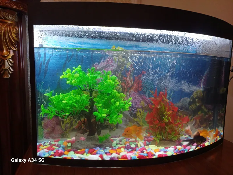 Akvarium sotiladi 350000 som
