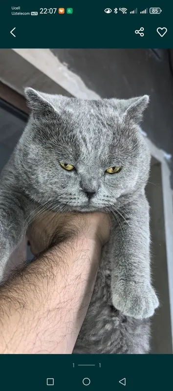Шотландский страйт Шотландский страйт