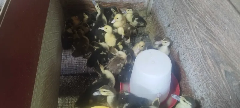 джожалар жожалар цыплята индюкутка индоутка индукутка жужалар — фото 1