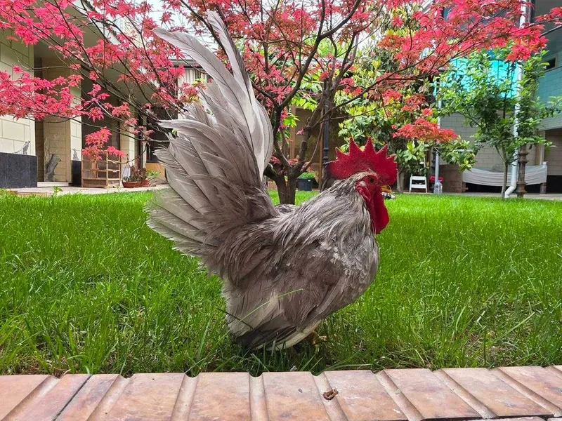 Продается куры породы Шабо 1+1 пара — фото 1