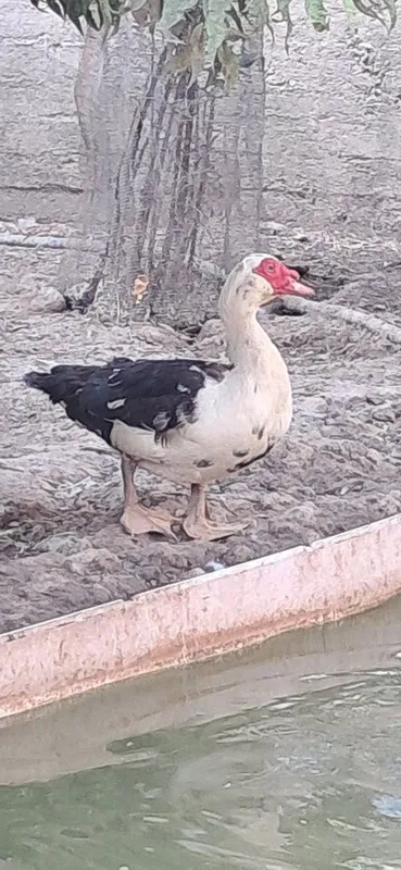 Ordaklar parasi blan
