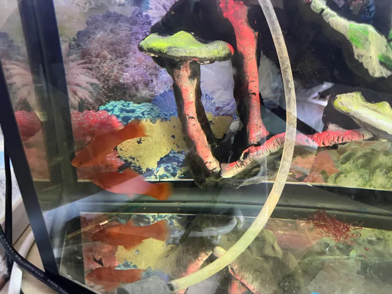 50 litrli akvarium sotaman 2