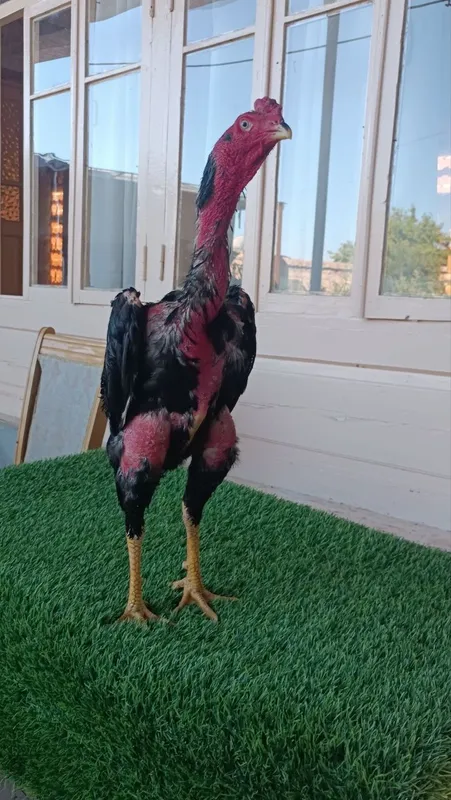 Dakan xoroz sotiladi 2