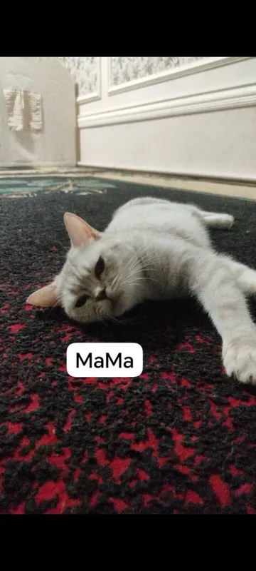 Продаются британский шотландский котят 3