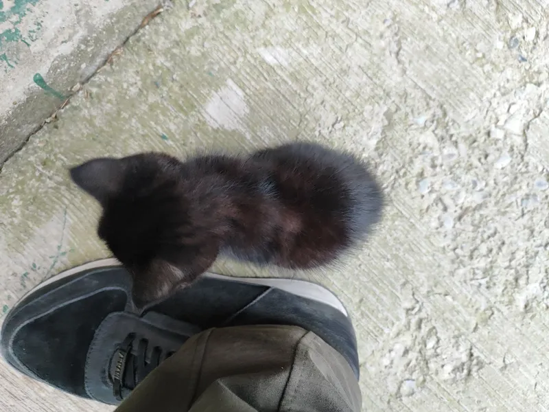 Черный котёнок, 1,5 месяца — фото 6