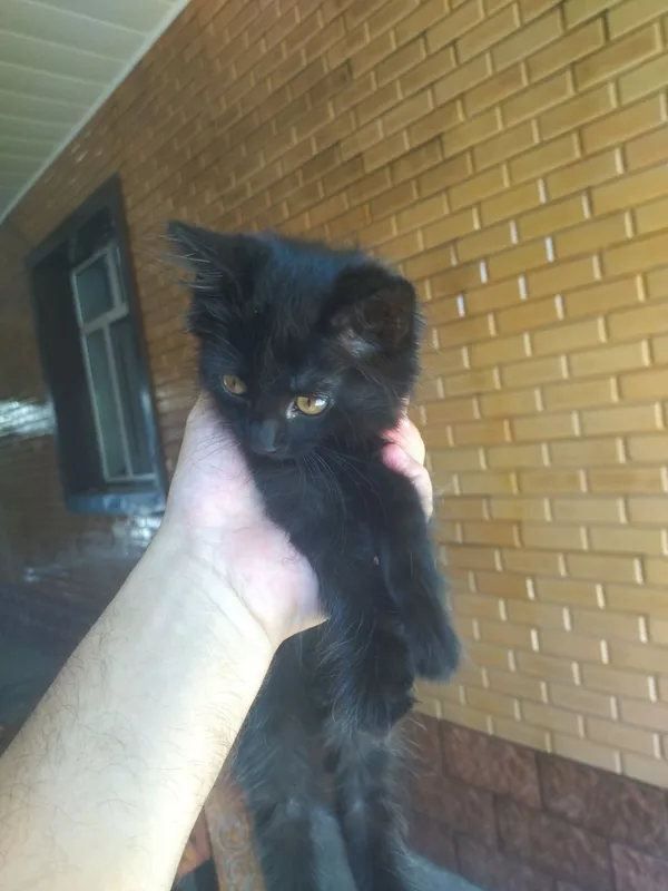 Пропал котёнок!!