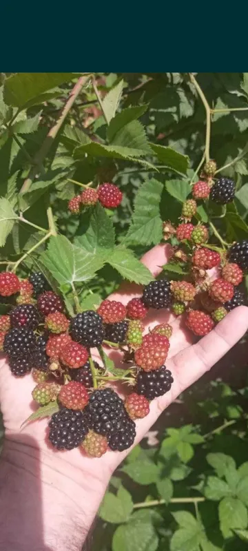 Есть саженцы ежевики 5