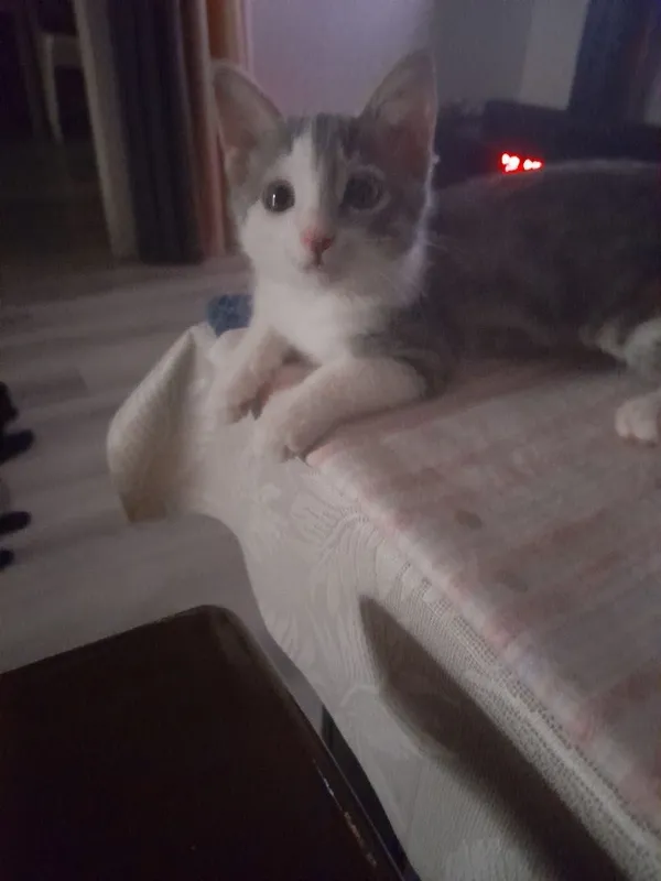Котенок в добрые руки Котенок в добрые руки