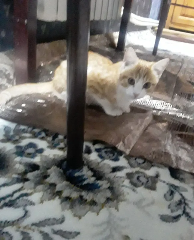 Yaxshi qo‘llarga mushukchalar 2 Yaxshi qo‘llarga mushukchalar 2
