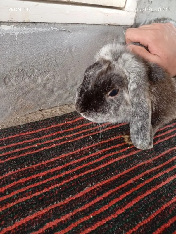 French Lop rabbits bolalari 1-1.5 oylik — фото 3