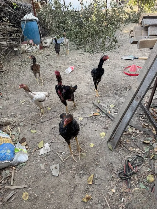 Dakan joʻja xoroz tovuqla sotiladi 3 Dakan joʻja xoroz tovuqla sotiladi 3