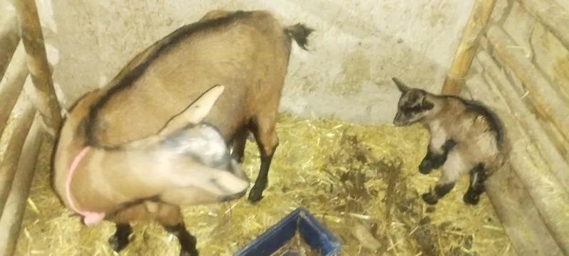 Эчки зоддор Алпин занен мурсиана расиески — фото 1