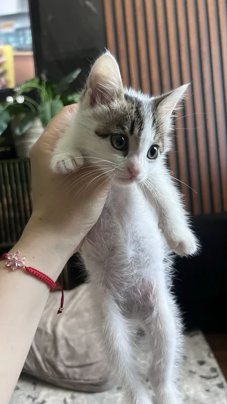 Отдам котенка в добрые руки