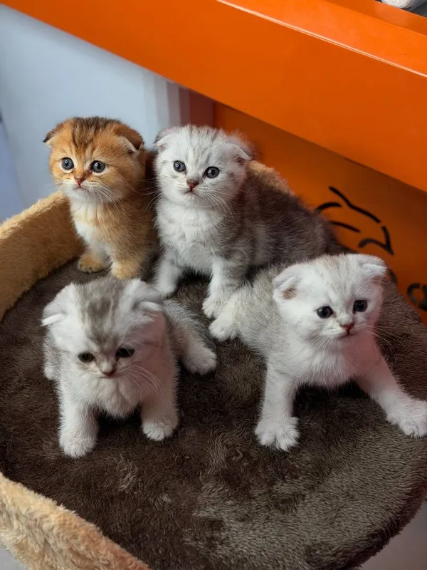 Продаются котята. — фото 1